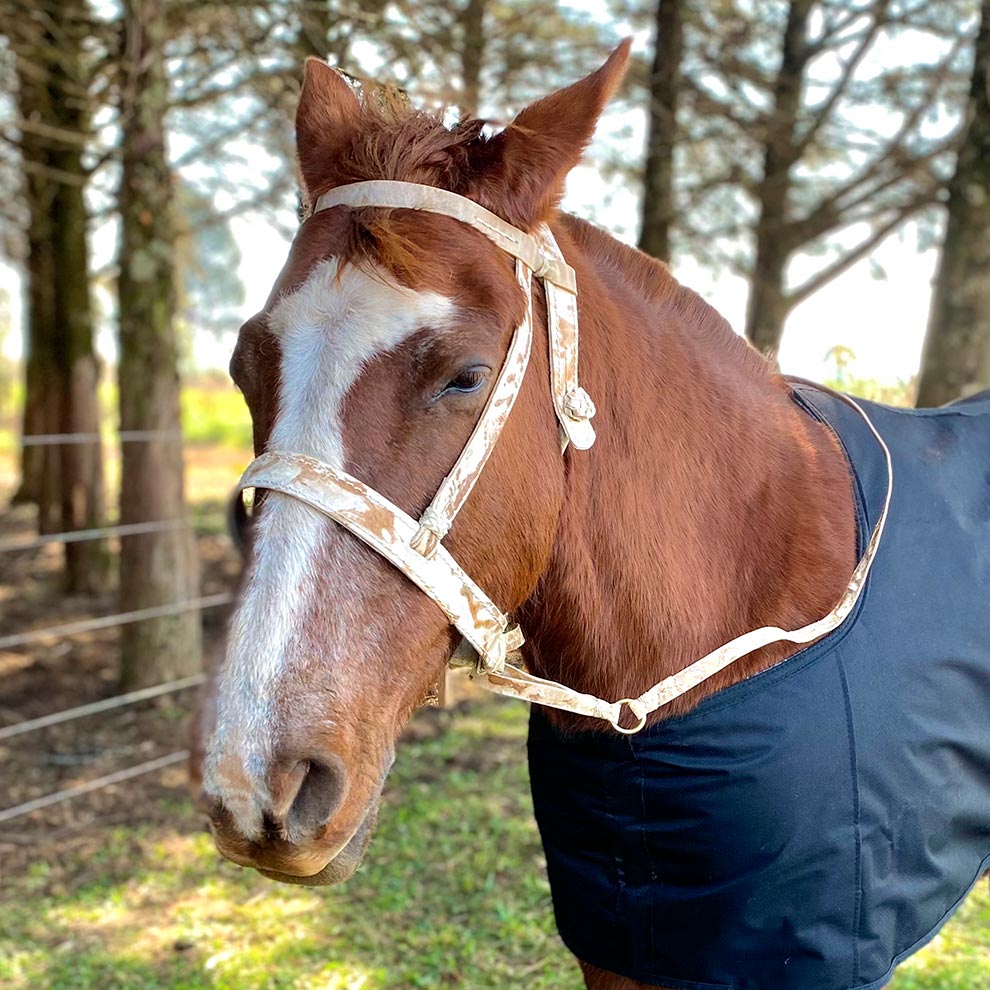 Buçal com Cabresto para cavalos