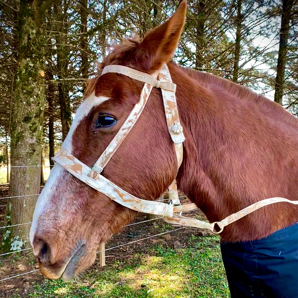 Cavalo com cabresto