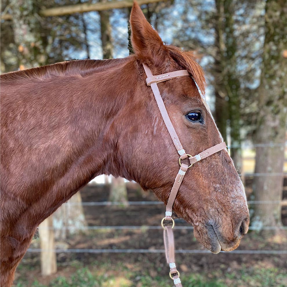 Buçal com Cabresto para cavalos