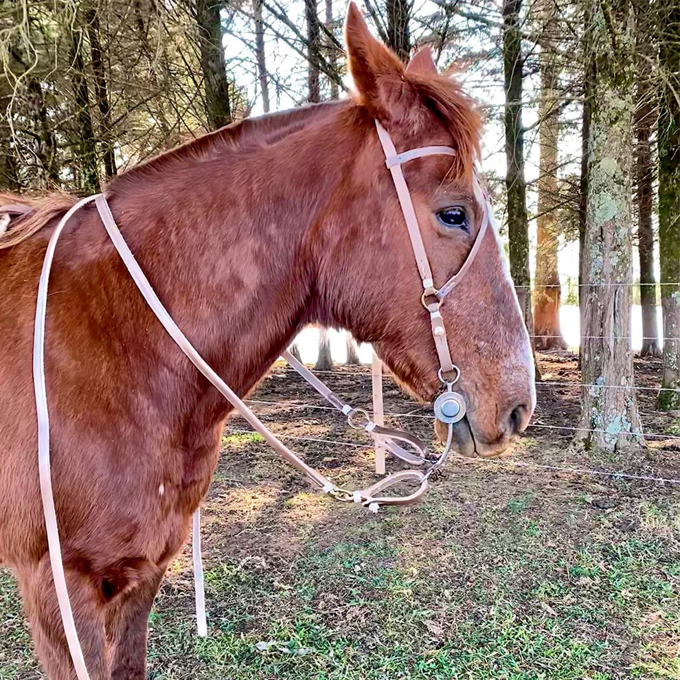 CABEÇA CAVALO CRIOULO ÓLEO SOBRE - Atelier Janaína Artes