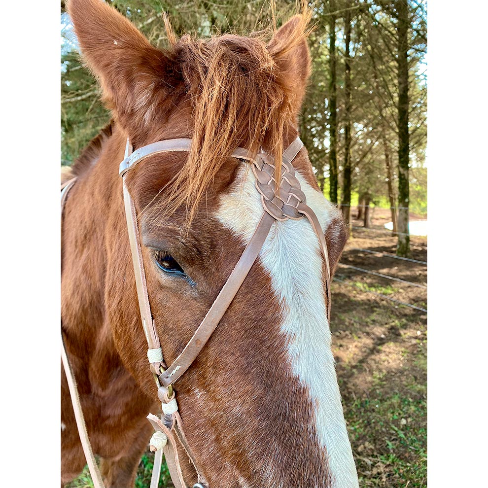 Cabeça de cavalo com corda no jogo esportivo de corrida